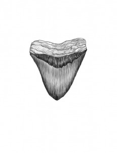 Megalodon tooth Illustration