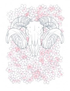 Ram Skull. Pencil and Watercolor